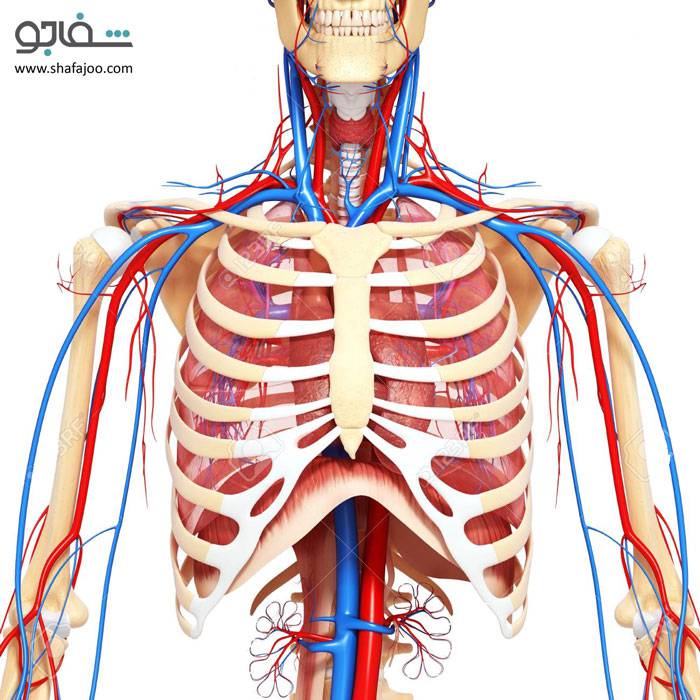 نشانگان انسداد خروجی قفسه سینه (نشانگان دنده گردنی) - thoracic outlet obstruction syndrome