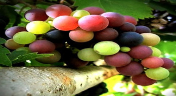 انگور برای زیبایی و سلامتی
