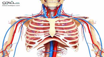 نشانگان‌ انسداد خروجی‌ قفسه‌ سینه‌ (نشانگان‌ دنده‌ گردنی‌) - thoracic outlet obstruction syndrome